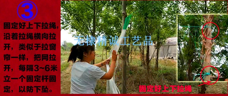 爬藤網